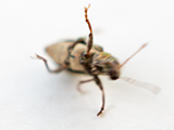 Bicho haciendo breakdance