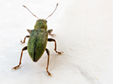 Macro de insecto