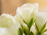 Flor macro