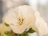 Flor macro
