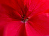 Flor macro