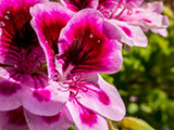 Flor macro