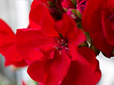 Flor macro
