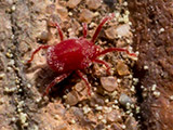 Araña roja