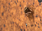 Araña