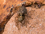 Araña