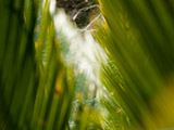 Una tela de araña entre las hojas de una palmera.