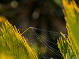 Una tela de araña entre las hojas de una palmera.