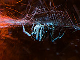 Araña con su cena.