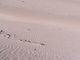 Arena de playa