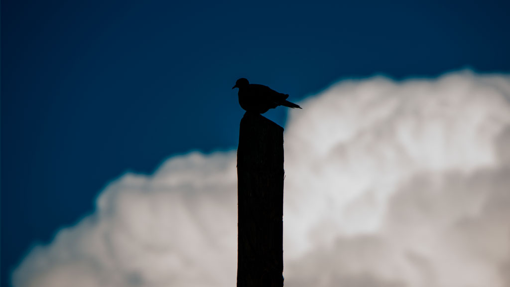 Foto RAW